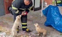 Niğde'de baraj taşkınında mahsur kalan 2 yavru köpek itfaiye ekiplerince kurtarıldı