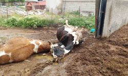 Niğde'de yıldırım düşmesi sonucu iki inek telef oldu