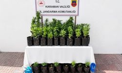Karaman'da 2 bin 802 kök kenevir ele geçirildi