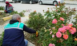 Tokat’ta Şehir Kendi Çiçekleriyle Renkleniyor