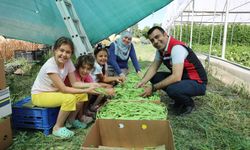 Tokat’ta Taze Fasulye Hasadı Heyecanı! İl Müdüründen Üreticiye Anlamlı Ziyaret