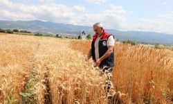 Niksar’da Geleceğin Buğdayları Hasat Edildi! 52 Çeşit Denendi