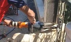 Erbaa'da Demir Kapıya Sıkışan Köpek İtfaiye Tarafından Kurtarıldı