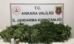 Ankara'daki narkotik operasyonunda 150 kök kenevir ele geçirildi