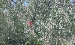 Çıktığı ağaçta mahsur kalan otizmli çocuk itfaiye ekiplerince kurtarıldı