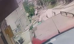 Kardeş katliamının zanlısı teslim oldu