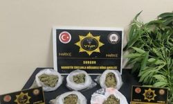 Yozgat'ta 257 gram esrar ve 13 kök Hint keneviri ele geçirildi