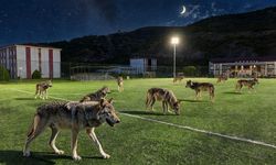 Tokat’ta Kurtlar Uzunburun’daki Sentetik Sahaya İndi