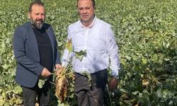 Tokat’ta Şeker Pancarı Üreticisinden Çağrı: "Emeğimiz ve Maliyetlerimiz Gözetilsin"