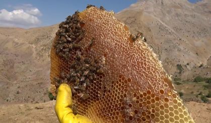 Batman’da üretilen bu bal, kilosu 2 bin 500 liradan alıcı buluyor