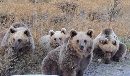 Doğaseverlere ayı sürprizi