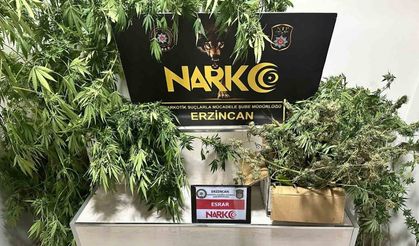 Erzincan’da 1.285 gram esrar ve 11 kök kenevir ele geçirildi