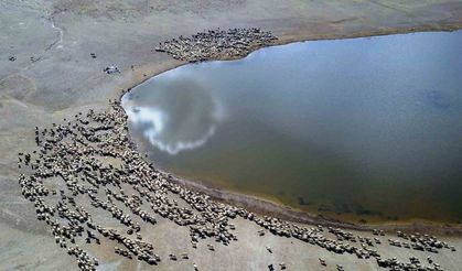 Kalp Gölü’ne su içmeye gelen sürüler kartpostallık görüntüler oluşturdu