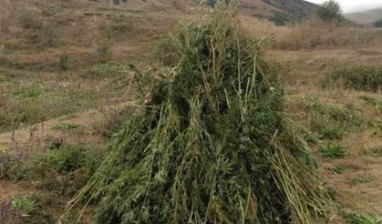 Kendiliğinden Yetişen 66 Bin 622 Kök Kenevir İmha Edildi