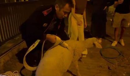 Kuyuya düşen kuzunun imdadına itfaiye yetişti