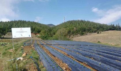 Osmaniye’de 2,5 dönüm alana devlet desteğiyle çilek bahçesi kurdu