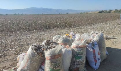 Pamuk tarlasındaki hırsızlığa jandarma suçüstü yaptı