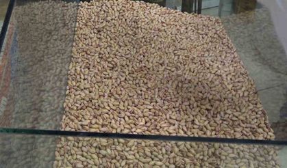 Siirt fıstığı tezgahtaki yerini aldı