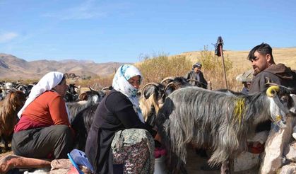 Şırnak’ta berivanların şartlarının iyileştirilmesinde devletten tam destek