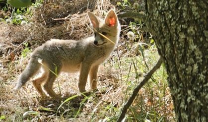 Tunceli’de tilkiler, havadan aşılanacak