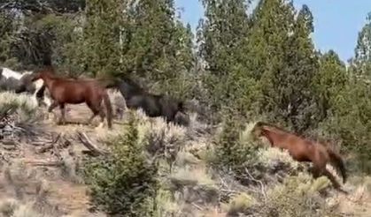Yabani atları cep telefonu ile görüntüledi