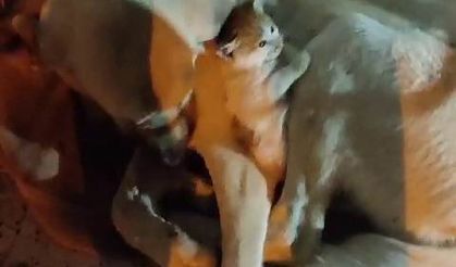 Yavru kedinin ‘tehlikeli’ sıcak yer arayışı