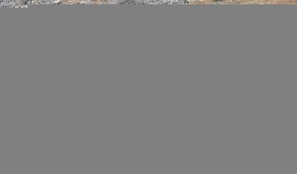 Malatya'da dağ keçileri görüldü