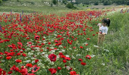 Yozgat ve Tokat'ın doğası açan çiçeklerle renklendi