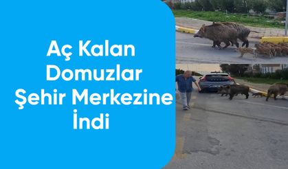 Aç Kalan Domuzlar Şehir Merkezine İndi