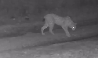 Çankırı’da yaban hayatı fotokapana yansıdı