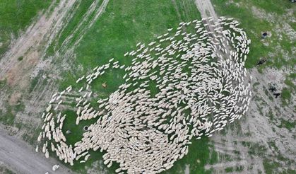 Yüzlerce kuzu annesiyle buluştu, o anlar dron ile görüntülendi