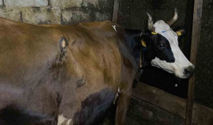 Artvin’de ayı saldırısı: Köylülerin müdahalesiyle inek kurtarıldı