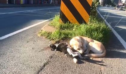 Anne köpek otomobilin çarpması ile telef olan yavrusunun başından ayrılmadı