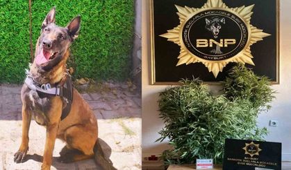 Bayburt’ta ‘Pablo’ uyuşturucuya geçit vermiyor