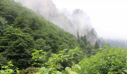 Eşini öldürdükten sonra ormanlık alana kaçan cinayeti zanlısını arama çalışmaları sürüyor