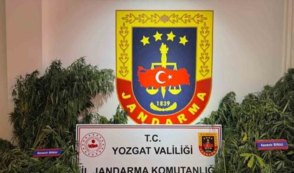Yozgat’ta uyuşturucu operasyonu: Bin 135 kök kenevir ele geçirildi