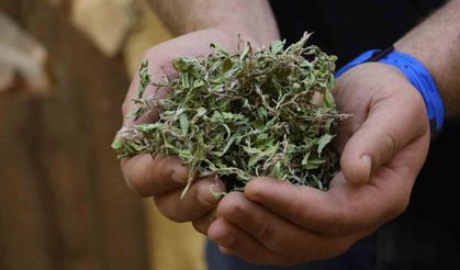 Altın Değerindeki Lezzet! “Kuru Madımak”