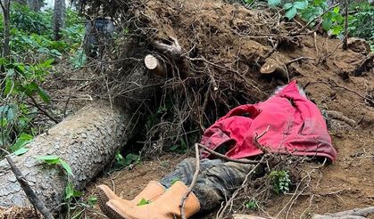 Kestiği ağacın altında kalan bir kişi hayatını kaybetti