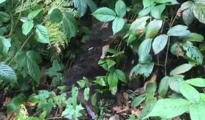 Ağaçta mahsur kalan yavru ayı, itfaiye tarafından kurtarıldı