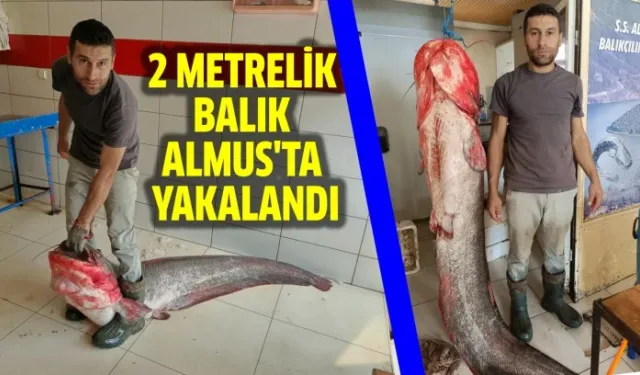 2 metrelik balık Almus'ta yakalandı