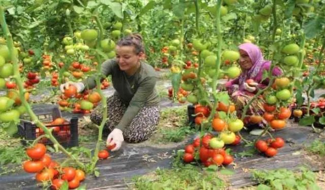 Amasya’da domates hasadı başladı: “Domates bizim işimiz”