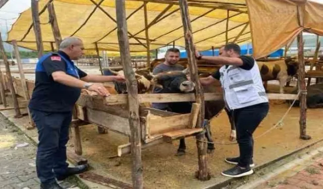 Canik Hayvan Pazarı açıldı: Küpesiz ve pasaportsuz kurbanlıklar alınmıyor