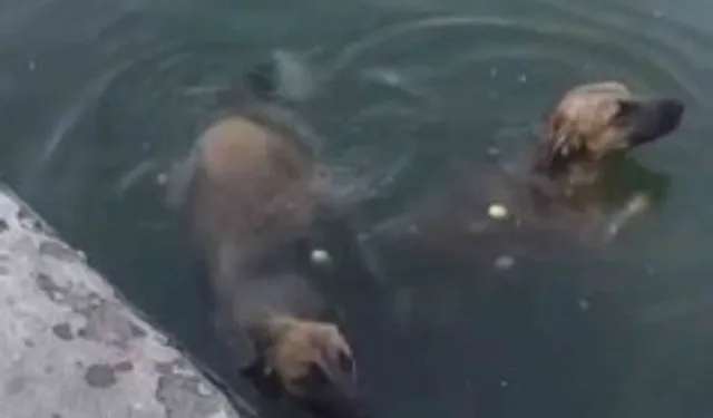 Havuzdan çıkamayan iki köpeğin yardımına itfaiye ekipleri yetişti