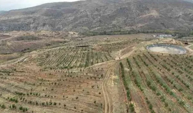 İç Anadolu’nun en büyük ceviz bahçesinde ilk hasat yapıldı