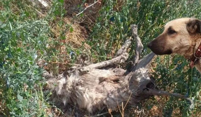 Kayıp çoban köpeği, vurulmuş halde ölü bulundu