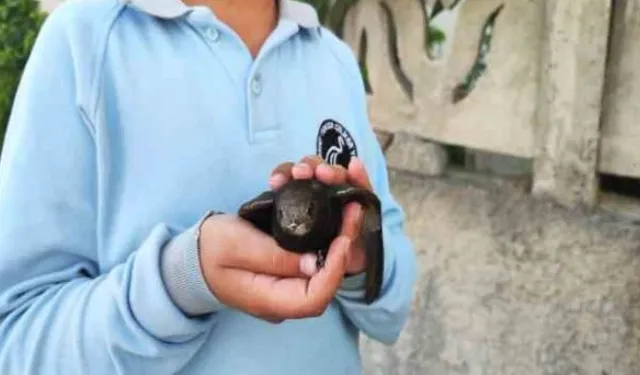 Ömrünü havada geçiren ebabil kuşu yaralı halde bulundu