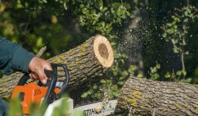Ormanda kestiği ağaç üzerine devrilen işçi hayatını kaybetti