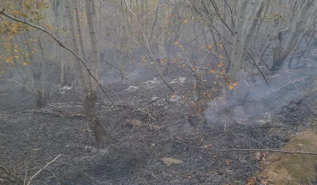 Tokat'ta çıkan orman yangını söndürüldü