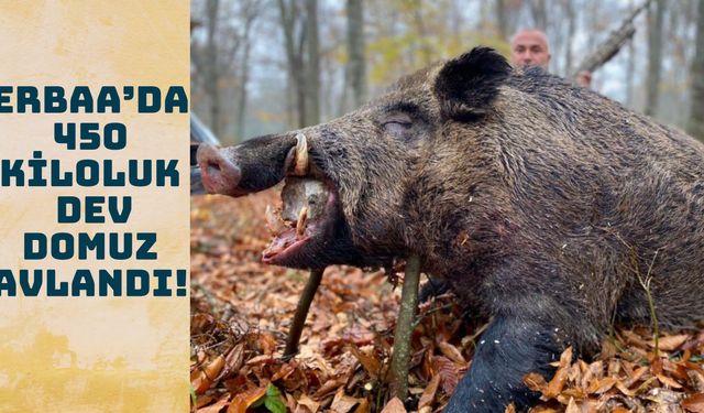 Erbaa’da 450 kiloluk dev domuz avlandı!