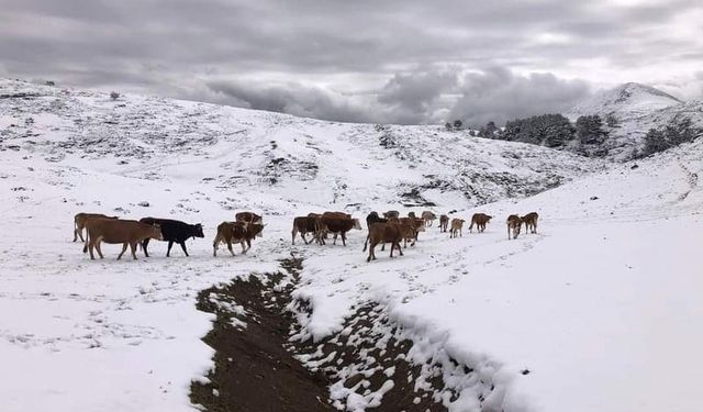 Amasya'nın yüksek kesimlerinde kar etkili oldu